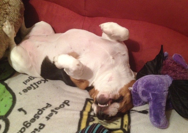 Und das nennt sich Jagdhund...