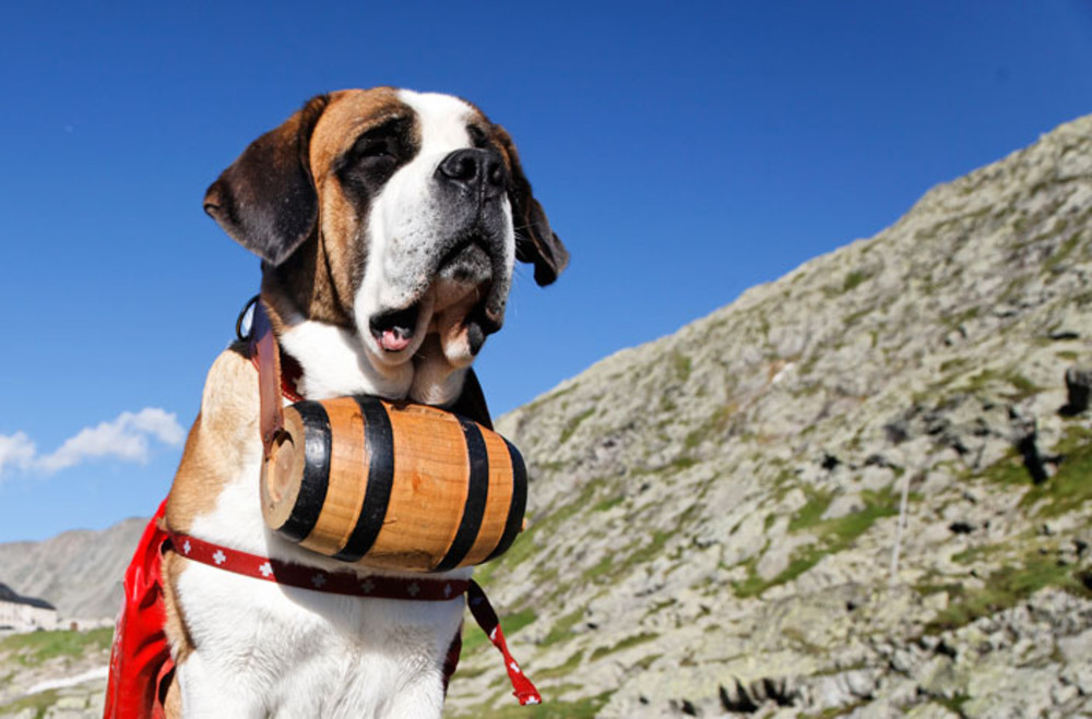 1000_1000_82024_1gd-st-bernard4.jpg