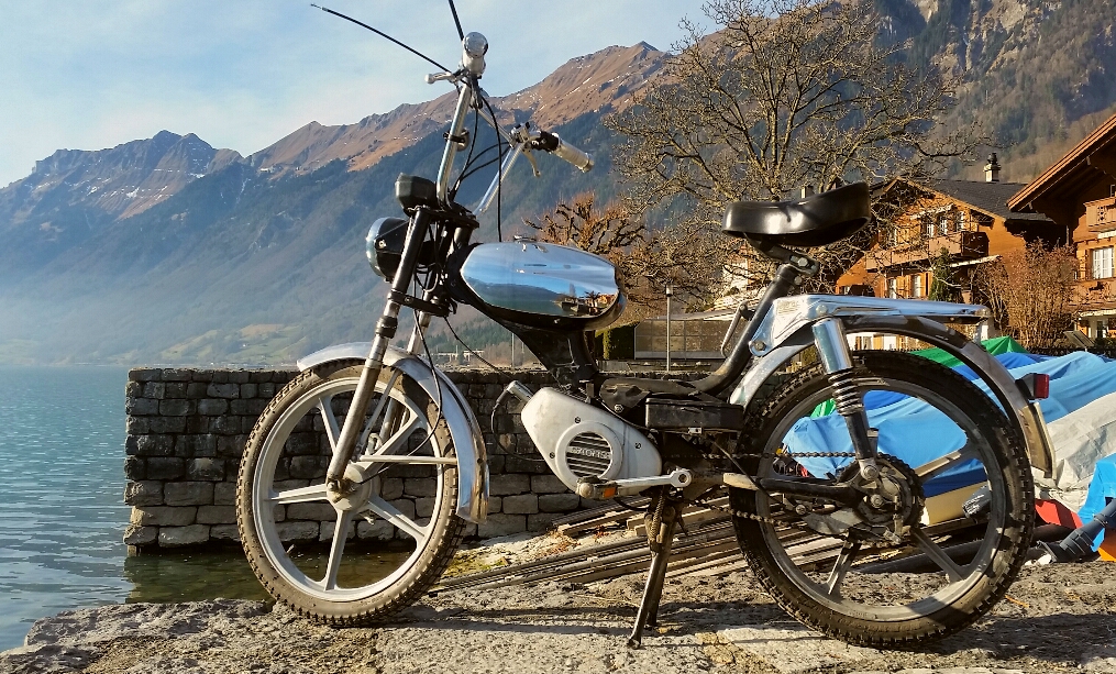 Pony 503